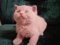 FAWN BRITISH SHORTHAIR SAFKAN ORJINAL 