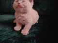FAWN BRITISH SHORTHAIR SAFKAN ORJINAL 
