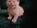 FAWN BRITISH SHORTHAIR SAFKAN ORJINAL 