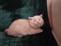 SAFKAN FAWN BRITISH SHORTHAIR DİŞİ