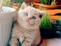 Safkan fawn british shorthair erkek yavrumuz