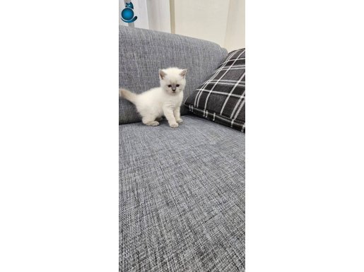 Blue point erkek yavru 