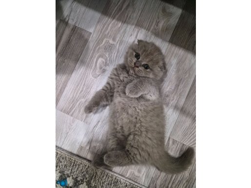 Lilac renk erkek yavru