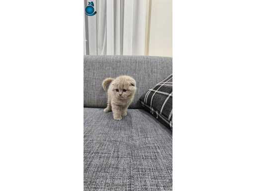 İki erkek yavru