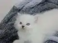 Sahibimi arıyorum 