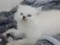Sahibimi arıyorum 