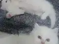 Sahibimi arıyorum 