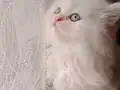 Sahibimi arıyorum 
