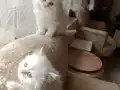 Sahibimi arıyorum 