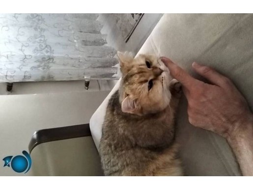 Kısırlaştırılmış yeşil gözlüm