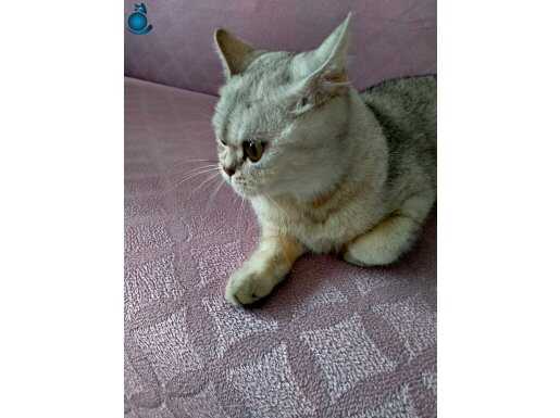 Ücretsiz sahiplendirme british shorthair