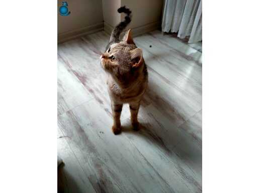 Ücretsiz sahiplendirme british shorthair
