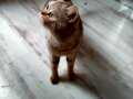 Ücretsiz sahiplendirme british shorthair