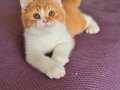 Turuncu bi color britishshorthair