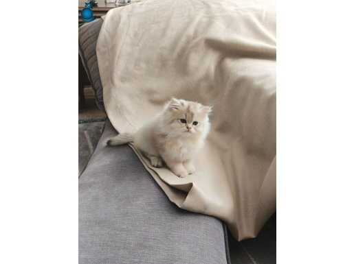 British longhair Gold point son yavru 