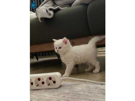 Beyaz longhair