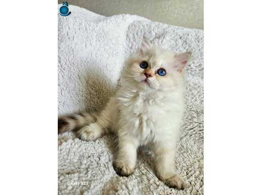 Golden Point British Longhair 