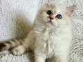 Golden Point British Longhair 