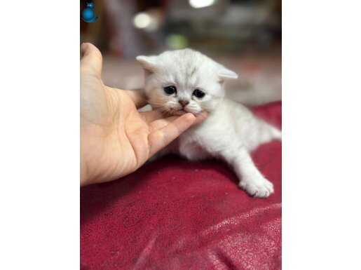 Safkan kedi british