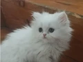 Safkan İran Pamuk Yavrularım