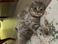 Bristish shorthair 