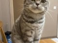 Bristish shorthair 