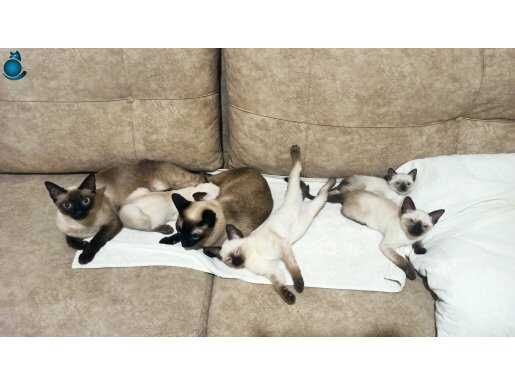 Sevimli siyam yavrularımız