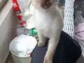 Safkan Şekerler