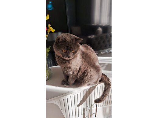 ÜCRETSİZ - 2 YAŞINDA BRITISH SHOTHAİR, KISIR