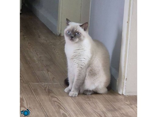 ücretsiz sahiplendirme