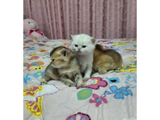 Keçiören’de Rezerveye Açık British Golden Mucizeleri!