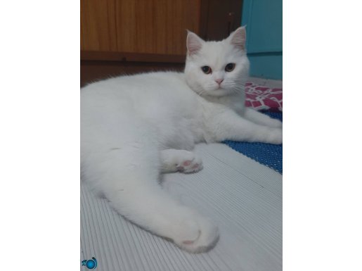 6 aylık dişi beyaz sarı gözlü aşılı british short hair kedi
