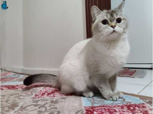 British Longhair ve Shorthair dişi ve erkek Yetişkin