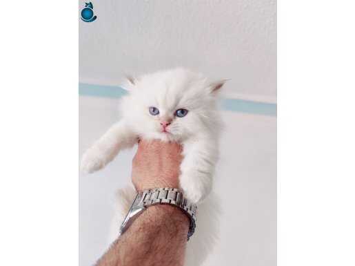 British Longhair ve Shorthair show yavrular ve yetişkin pati