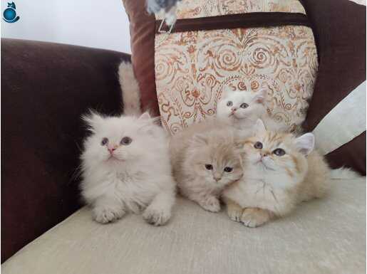British Shorthair ve Longhair kalitenin tek adresi 