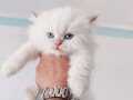 British Longhair ve Shorthair show yavrular ve yetişkin pati