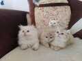 British Shorthair ve Longhair kalitenin tek adresi 