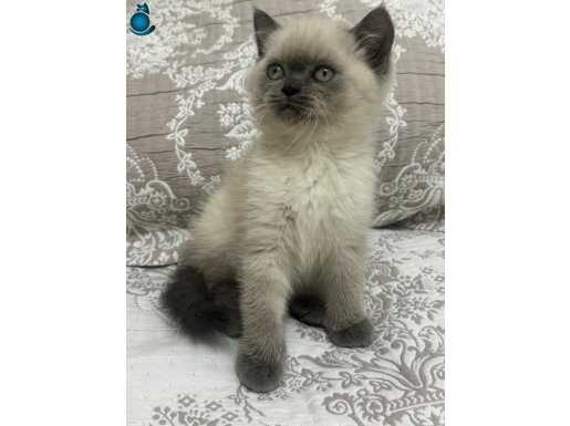 Tatlı British Shorthair Bluepoint Yavrumuz