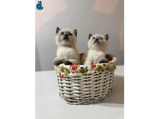 Sevimli British Shorthair BluePoint Yavrularımız