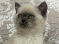 Tatlı British Shorthair Bluepoint Yavrumuz