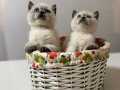Sevimli British Shorthair BluePoint Yavrularımız