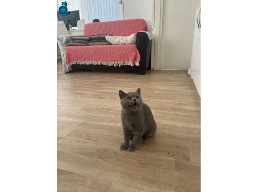 Safkan British Shorthair