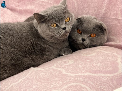 Birbirine Alışkın İki Safkna Dost - Yeni Yuvalarını Arıyor.