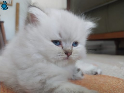 Güzel kızımız yeni yuvasını ariyor