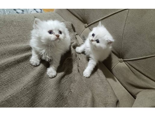 A Kalite Oyuncu Yavrular 