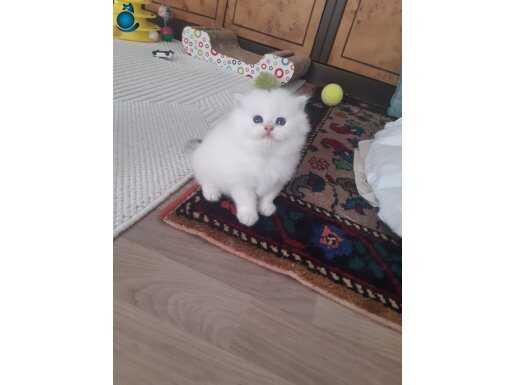 A kalite güzel yavrular 