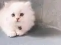 A kalite güzel yavrular 