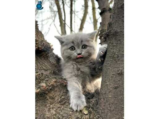 Poz Veren Oyuncu British Shorthair Yavruları