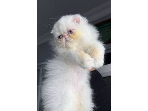 İRAN PERSİAN ( SHOW KALİTE )