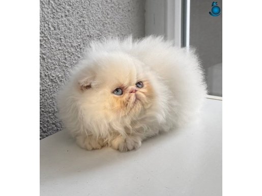 İRAN PERSİAN 2 AYLIK DİŞİ